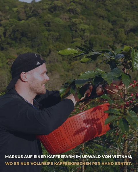 Person bei der Kaffeeernte auf einer Kaffeeplantage mit rotem Erntekorb und reifen Kaffeekirschen. Im Hintergrund dichter grüner Wald und tropische Natur. Authentischer Einblick in nachhaltigen Specialty-Coffee-Anbau und handgepflückte Kaffeebohnen