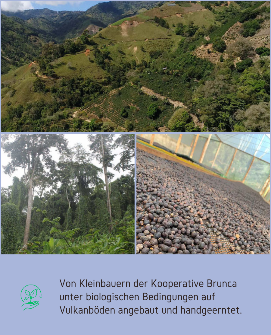 Costa Rica Speciality Coffee Spezialitaetenkaffee Roesterei Fraenkisches Seenland Nuernberg Schwabach Arabica Brunca