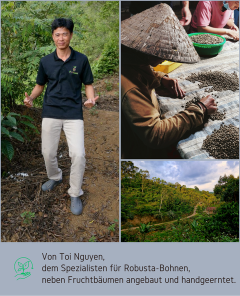Mr. Toi hat auf einer Kaffeefarm als Arbeiter angefangen und denkt mit seiner "Future Coffee Farm" die Zukunft des Kaffees neu. Neben Kaffeebäumen kultiviert er auf seiner Farm in der Region Bao Lac Mango, Jack Frucht, Ananas, Sternapfel und Durian. Durch seine Arbeit trägt er dazu bei, dass die Robusta-Bohne eine geschmackliche Revolution erlebt und Kaffee aus Vietnam bekannt wird. Wir in der Kaffeerösterei veredeln anschließend in Obererlbach, in der Nähe von Nürnberg in Mittelfranken, die Bohnen.