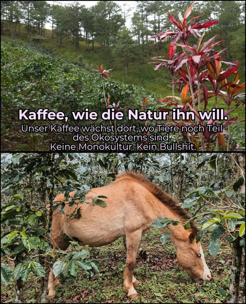 Vietnam Lavender -  mit Lavendel Co-fermentiert | Rarität