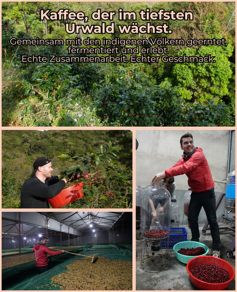 Vietnam Loc Rung -  CM Fermentation | Rarität