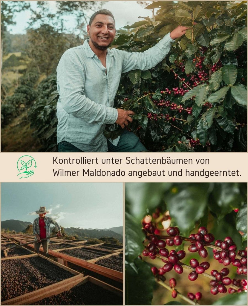 Kontrolliert angebauter Spezialitätenkaffee direkt von der Farm, handgeerntet von der Asociación Café del Futuro aus Jaén, Peru, unterstützt Nachhaltigkeit durch das Projekt Perusha zur Selbstversorgung mit Gemüsegärten, verbessert die Lebensqualität der lokalen Kaffeeproduzentenfamilien.