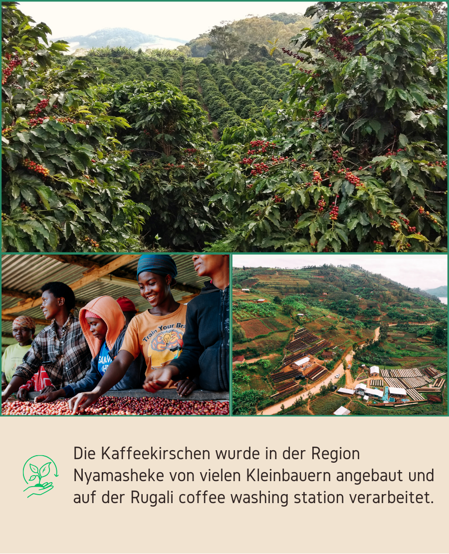 Ruanda Red Bourbon - Filter