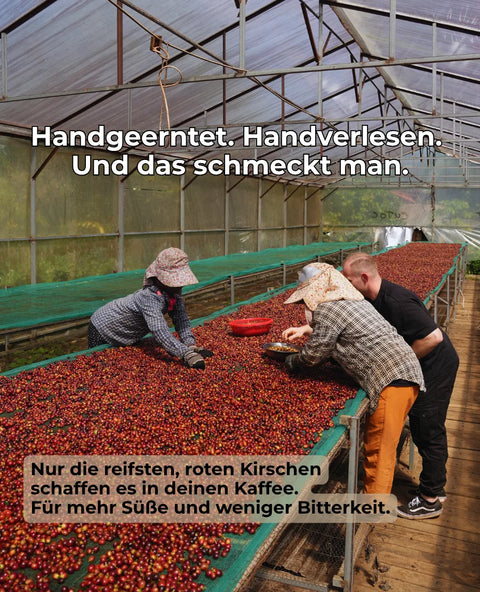 Mr Toi - 100% Fine Robusta