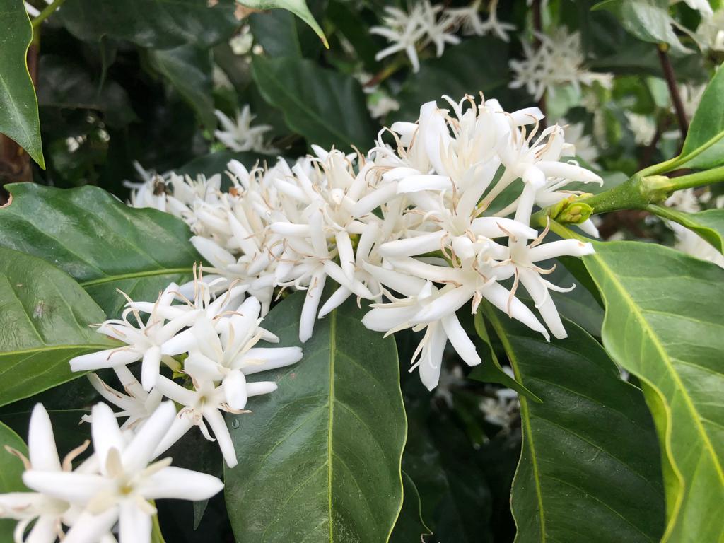 Aroma Hoch 3 Flor Del Cafe Kaffee Spezialitaetenkaffee Guatemala Arabica Speciality Coffee Organic Bio Kaffeebluete Fraenkisches Seenland Roastery